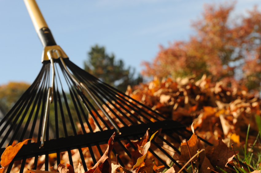 http://cdn.blogs.sheknows.com/gardening.sheknows.com/2011/09/rake-leaves.jpg
